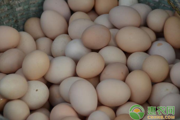 今日鸡蛋行情走势如何？2019年全国鸡蛋价格行情分析